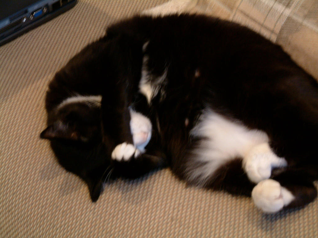 Whiskers but she doesn't want you to look
