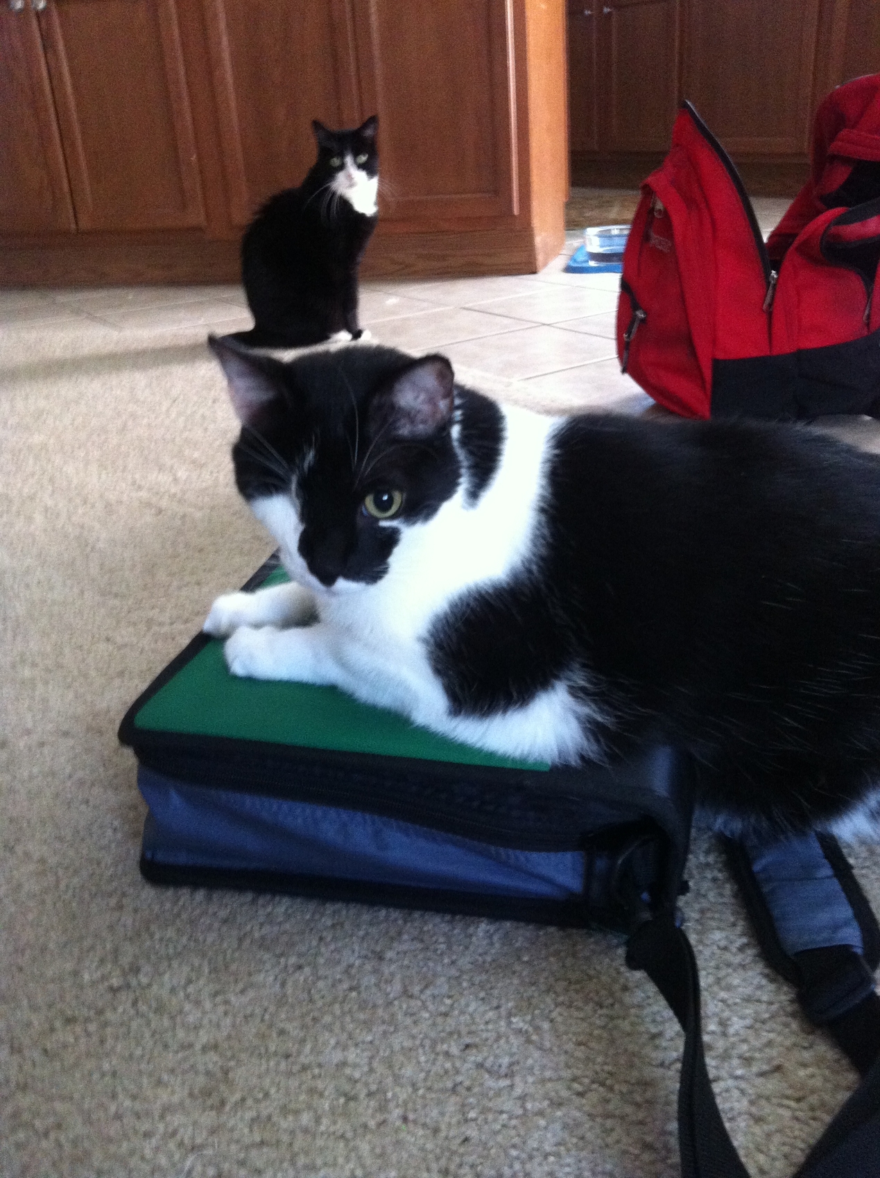 Squeaker has acquired Knowledge Binder (x1)
Keywords: squeaker;whiskers