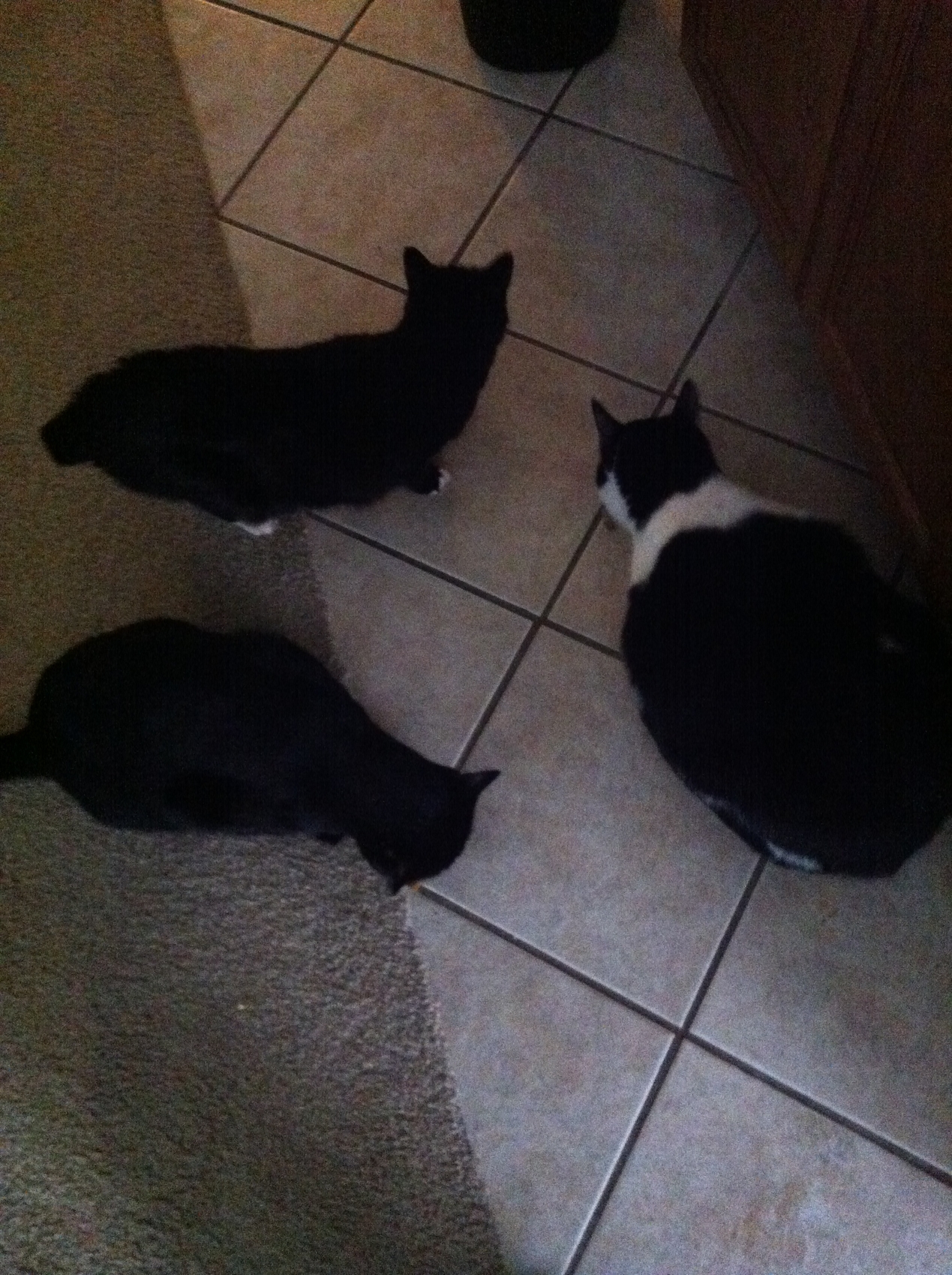 The Triad (waiting for supper)
Keywords: whiskers;squeaker;shadow