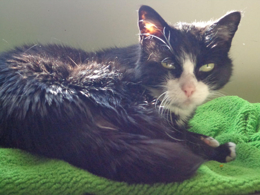 Whiskers in a sunny spot
